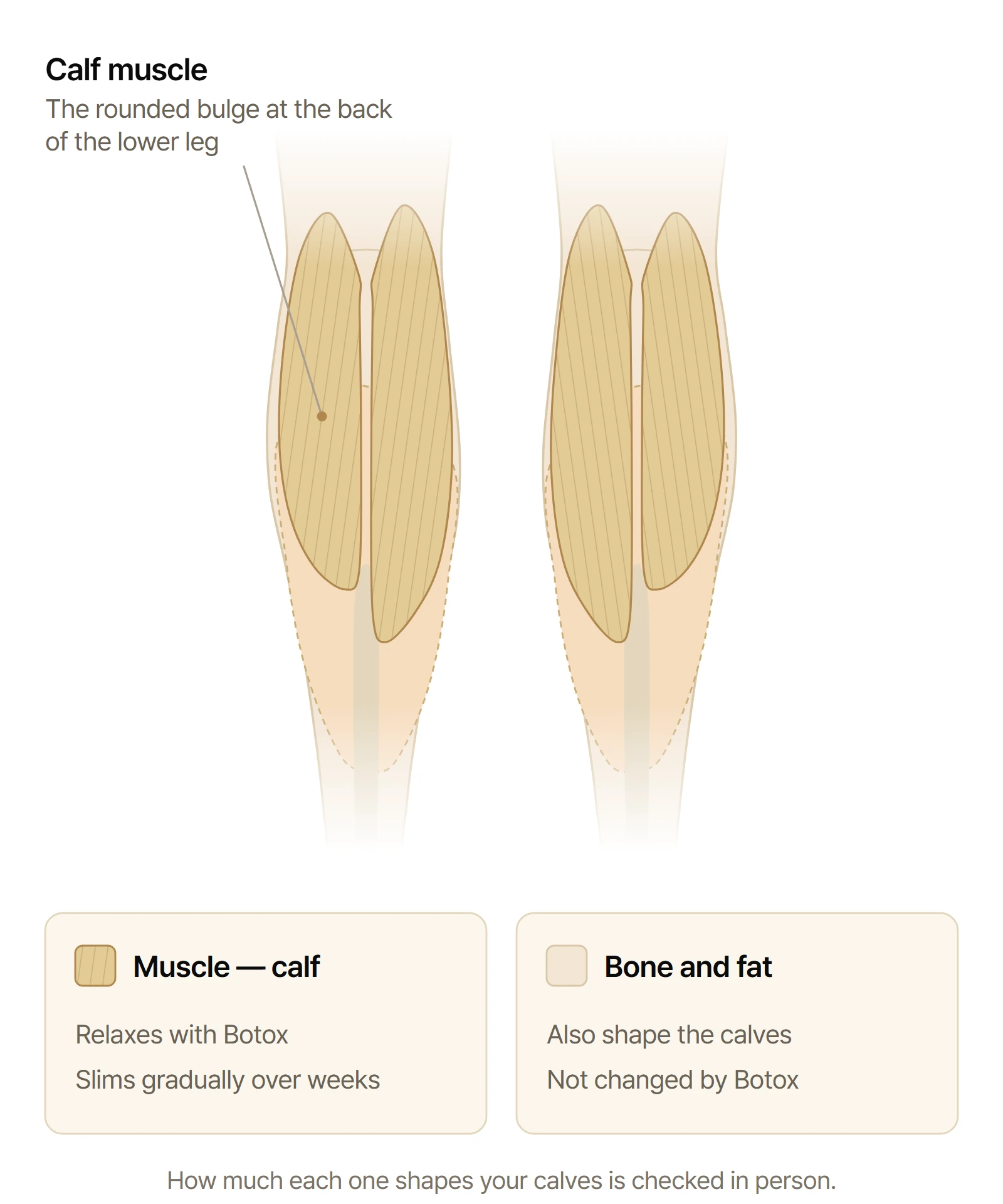 Back view of both lower legs: the calf muscle forms the rounded bulge at the back of the upper calf, with a deeper calf muscle and the Achilles tendon below it.